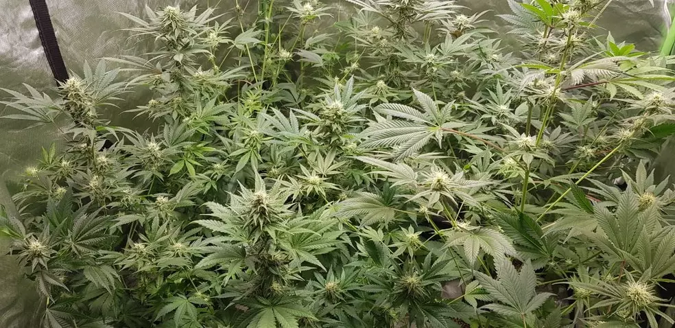 Plantação de maconha encontrada na casa em Maringá – Foto: Divulgação Polícia Civil