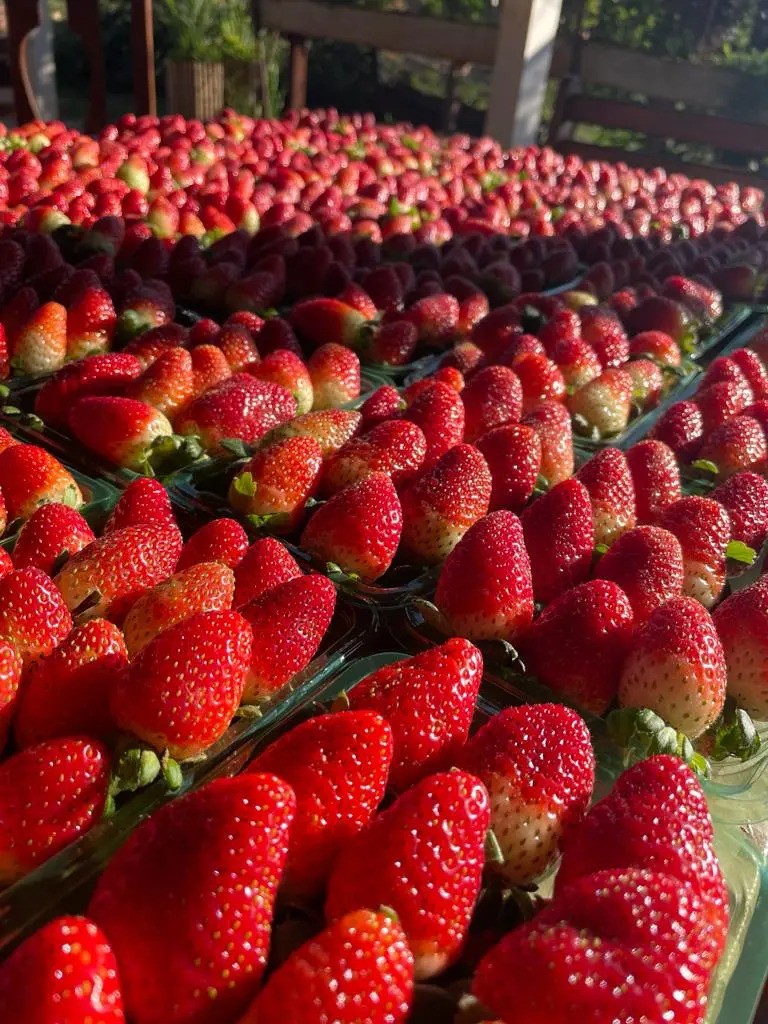 Morangos colhidos na chácara da família Tamura, em Marialva. Foto: Arquivo pessoal