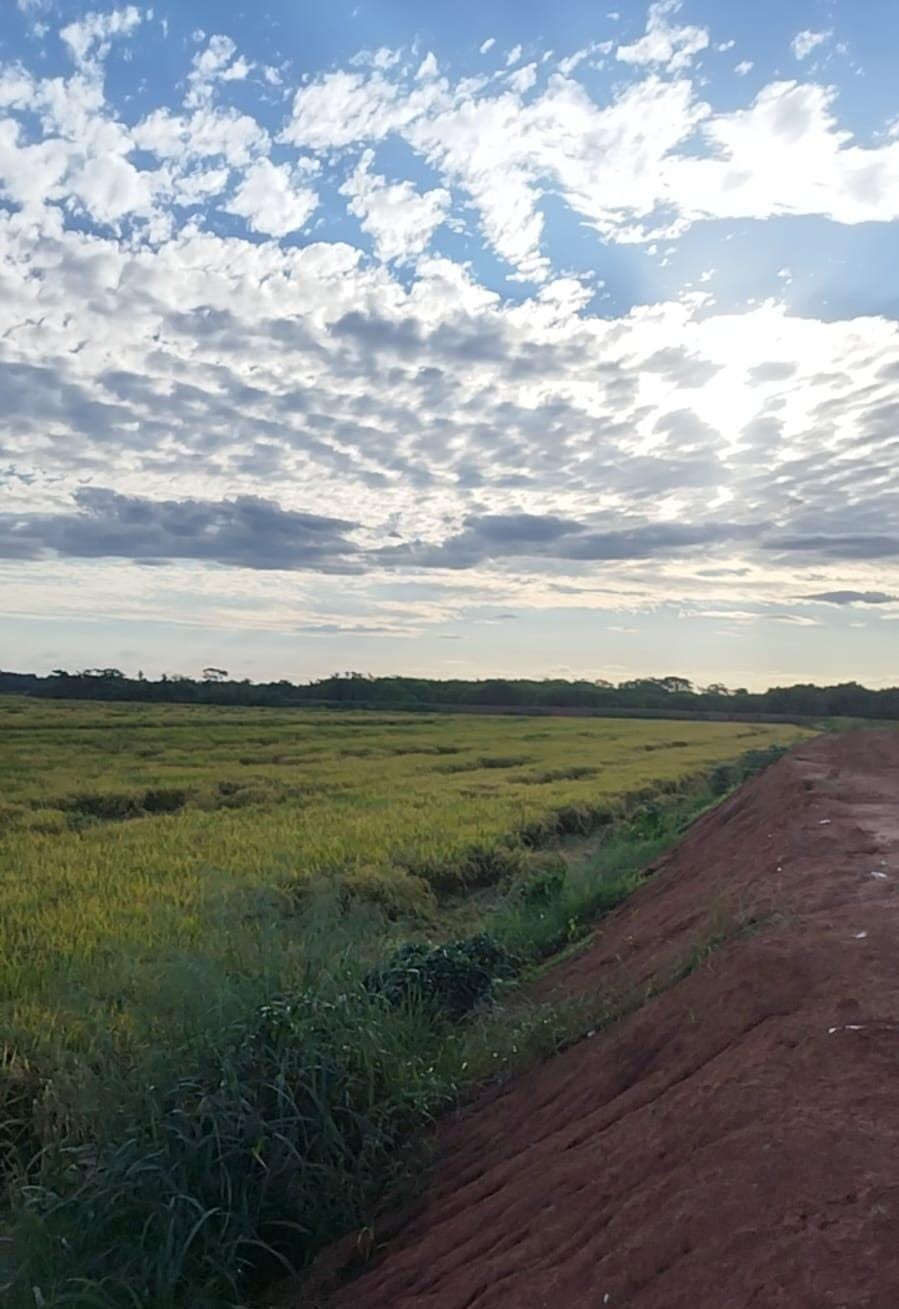 Foto: Polícia Ambiental