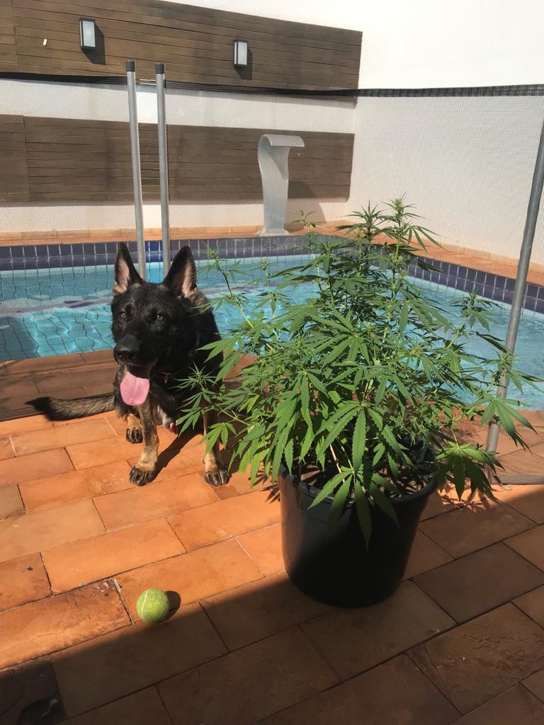 Cão farejador ajudou a encontrar drogas pela casa e o pé de maconha (Foto: Divulgação/Denarc)