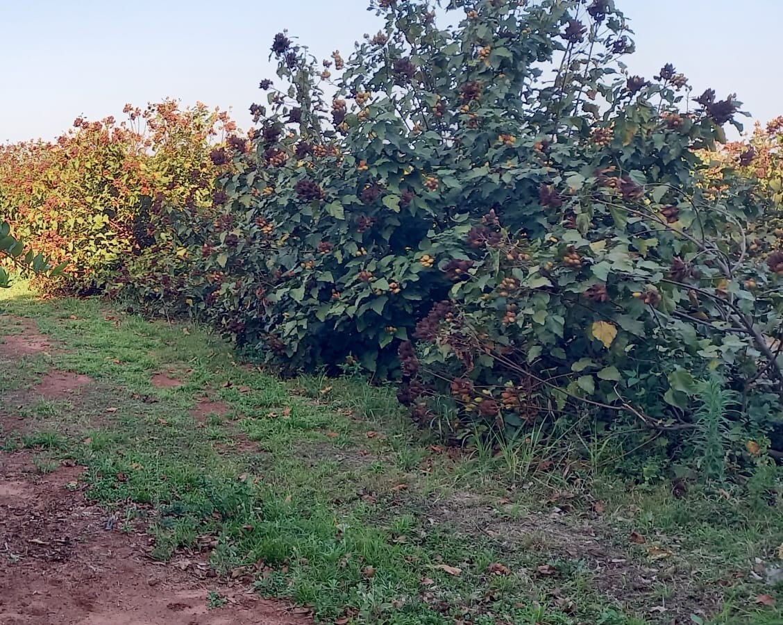 Foto: Divulgação/Sebrae PR