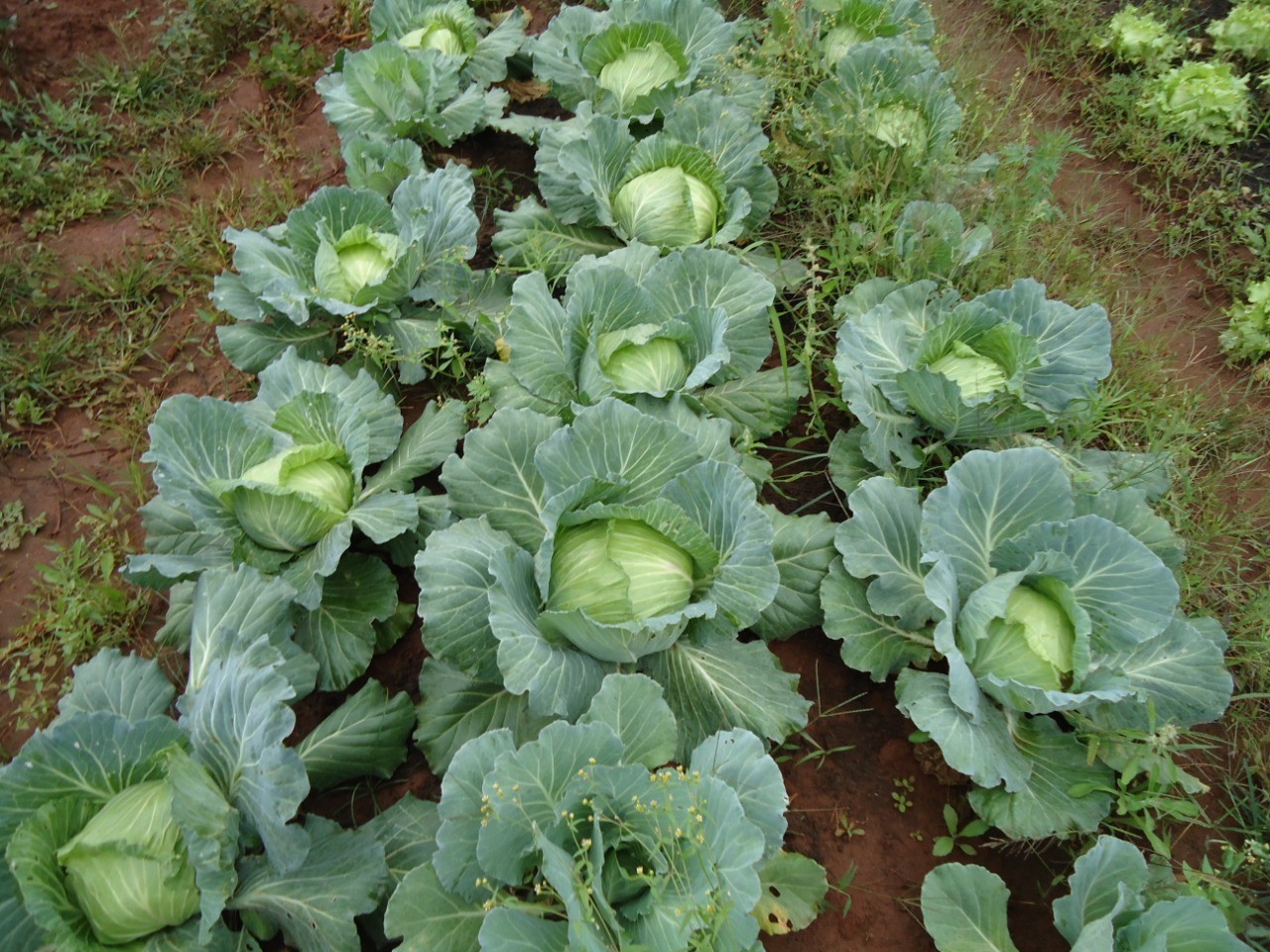 Os alimentos para as cestas serão adquiridos do programa de agricultura familiar | Foto: Prefeitura de Paraíso do Norte