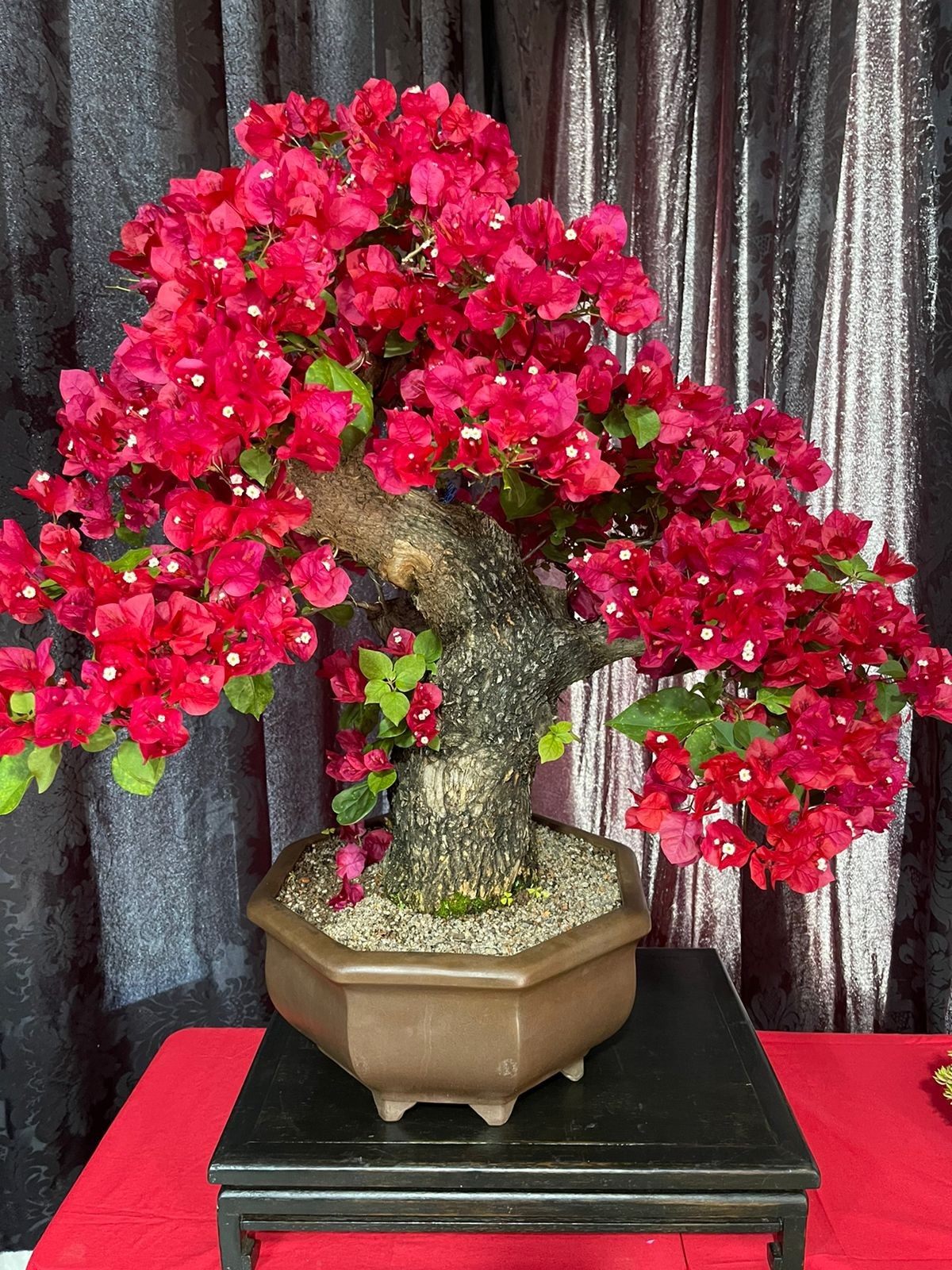 Bonsai de ipê vermelho, citado pelo secretário Codiolli na entrevista. Foto: Marcos Cordiolli 