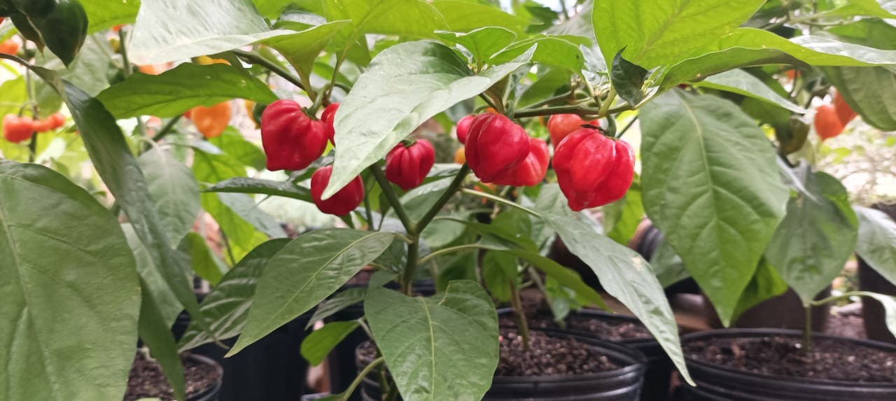 A pimenta Carolina Reaper produz o ano inteiro | Foto: Ricardo Freitas