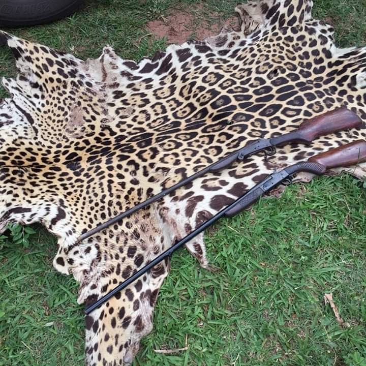 Pele de onça pintada foi apreendida em Perobal. Foto: PM Ambiental