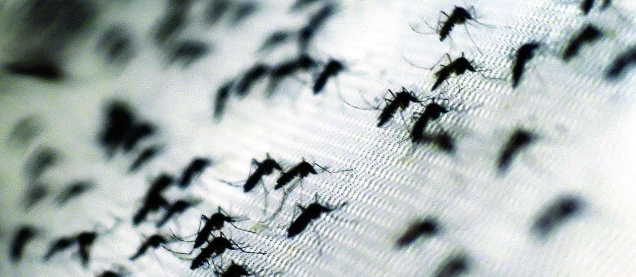 Maringá tem mais de 3.300 casos de dengue confirmados