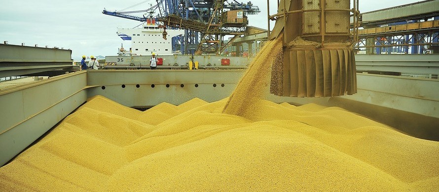 Queda no valor da soja na Bolsa de Chicago limita preço do grão no mercado doméstico