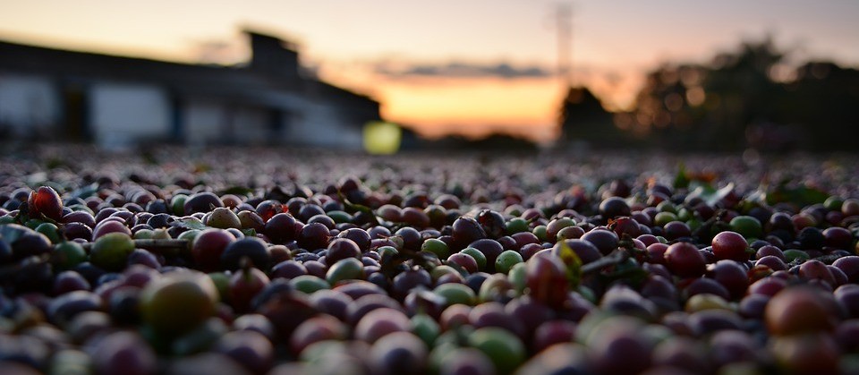 Café custa R$ 6,70 kg em Maringá