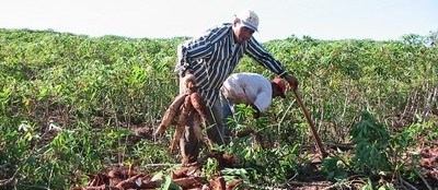 Fecularias da região trabalham com menos da metade da capacidade industrial