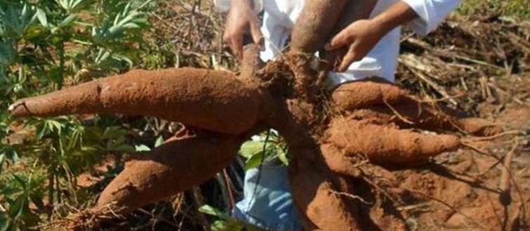 Raiz de mandioca custa R$ 475 a tonelada em Campo Mourão 