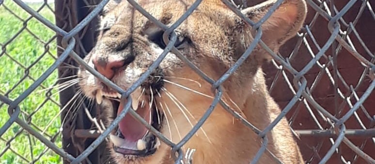 Após morte de animais, fazendeiro captura onça-parda 