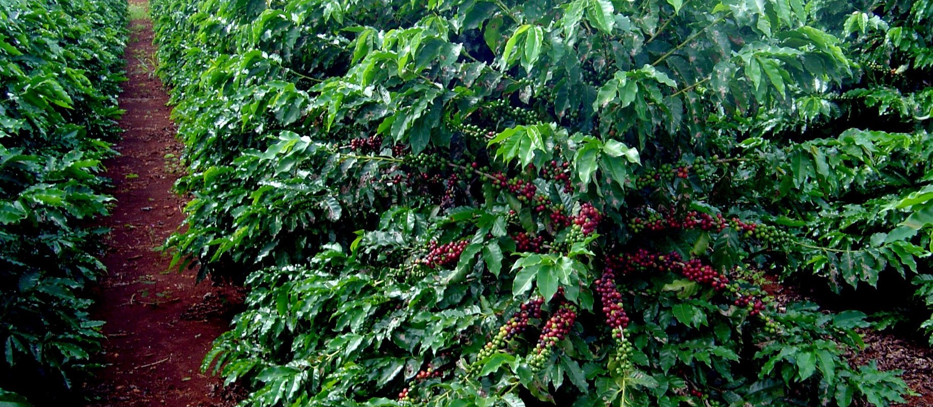 Preço do café em coco subiu