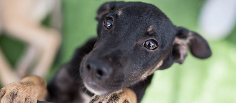 Projeto de lei proíbe que se dificulte a alimentação de animais comunitários