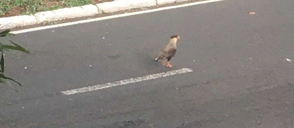 Casal de carcará é flagrado ‘passeando’ em avenida de Maringá