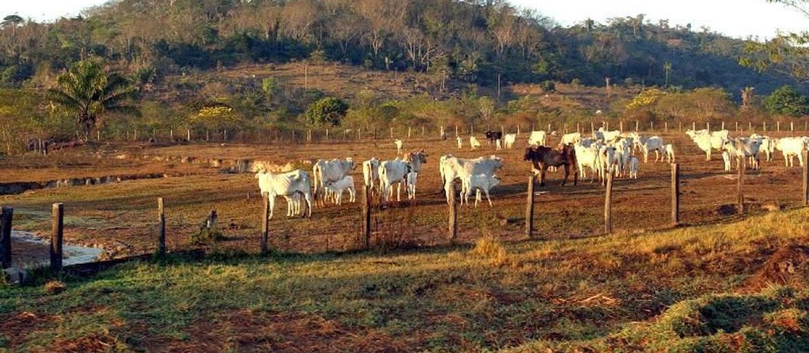 Receita Federal de Maringá estima receber cerca de 2 mil declarações de propriedades rurais