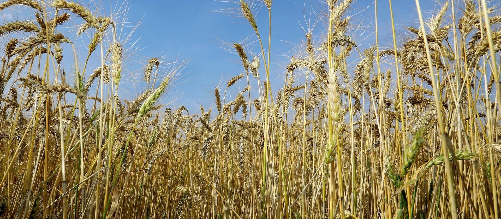 Reunião do trigo e triticale 2021 recebe trabalhos de pesquisa