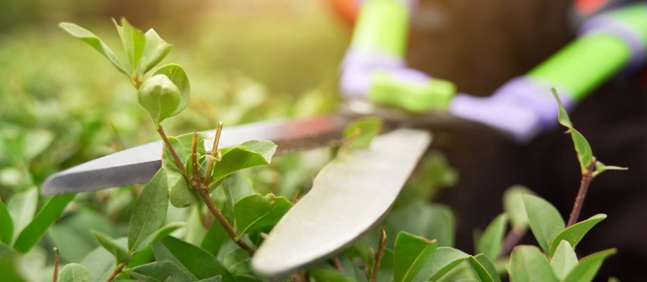 Selurb orienta sobre cadastro para descarte de resíduos de jardinagem