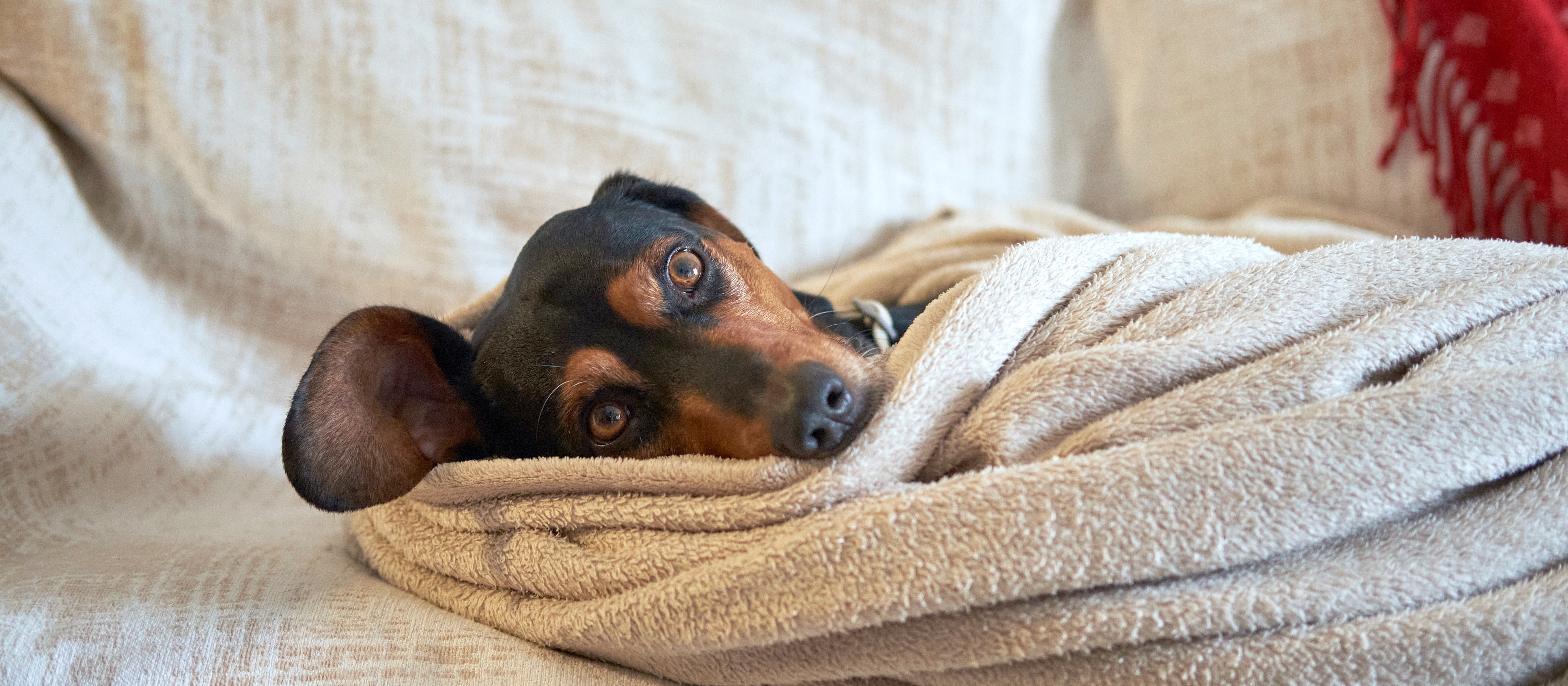 Cuidados com os pets no inverno e nas festas juninas