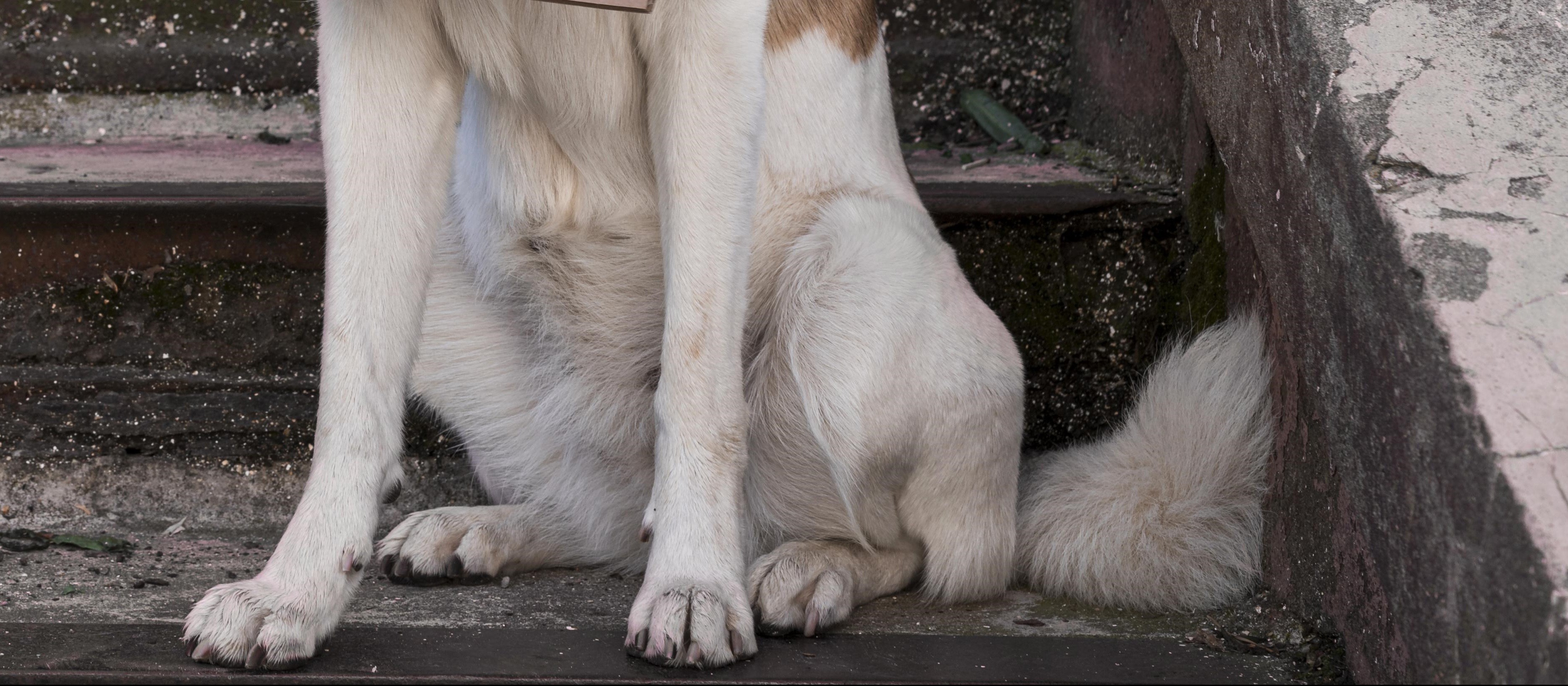 Ouvinte reclama de cão agressivo solto na rua do Jardim Real em Maringá