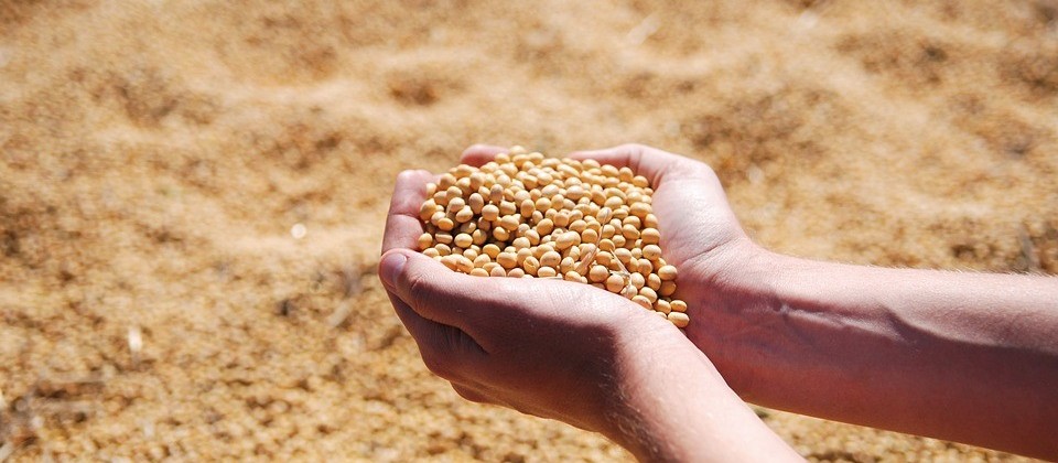 Preço instável da soja preocupa produtores