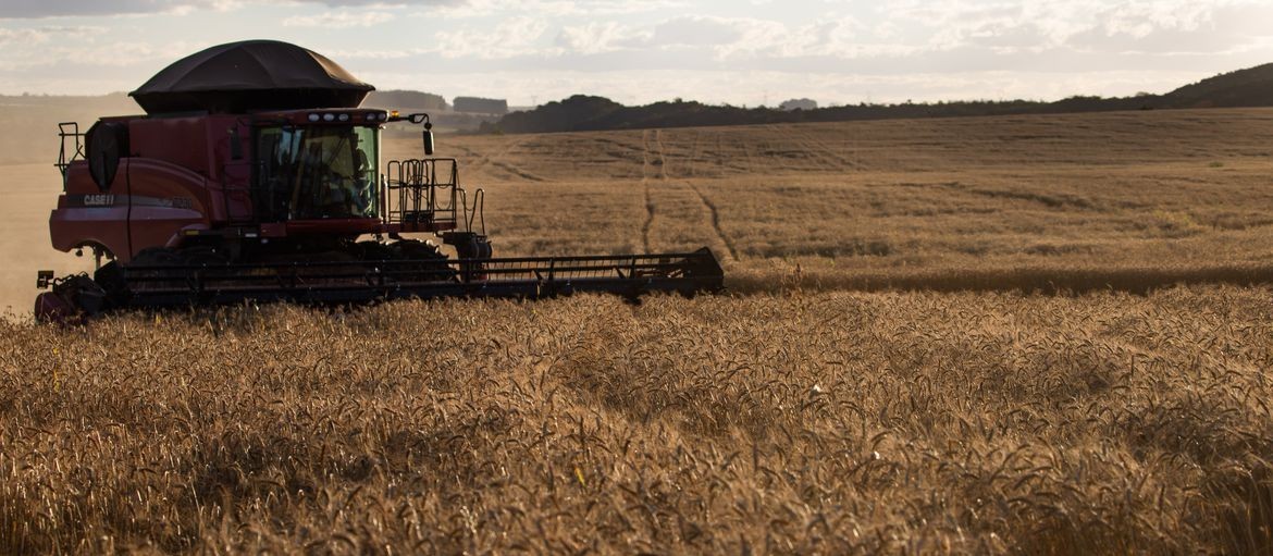 Brasil aguarda aumento nas exportações de trigo em 2022