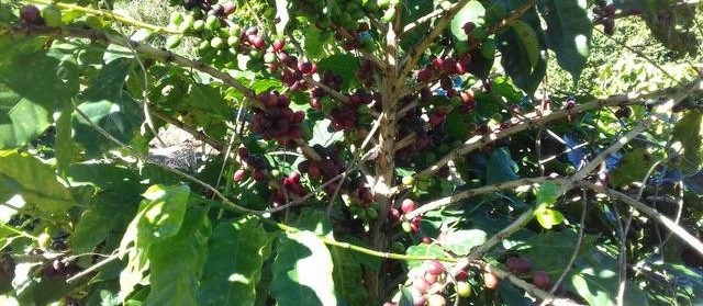 Café em coco custa R$ 6,70 o quilo em Jacarezinho 