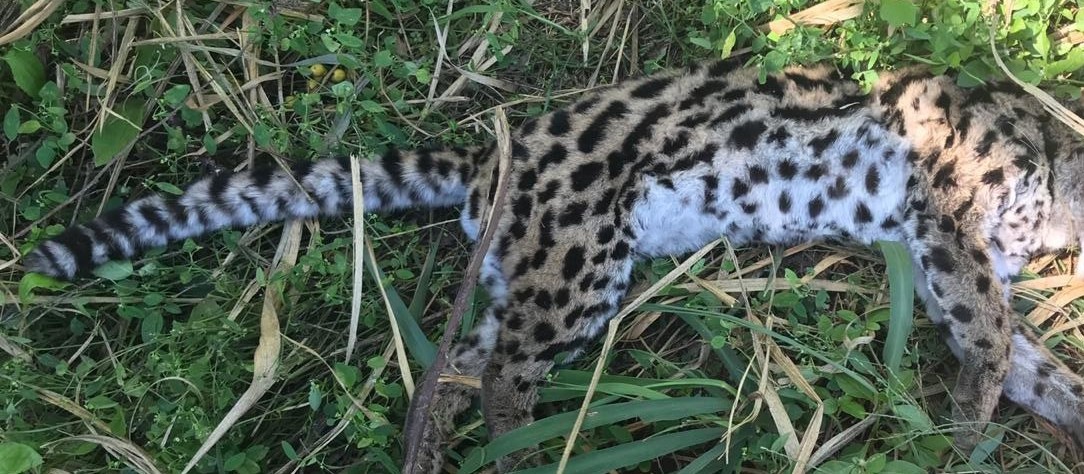  Taxidermia da Jaguatirica atropelada na região vai demorar