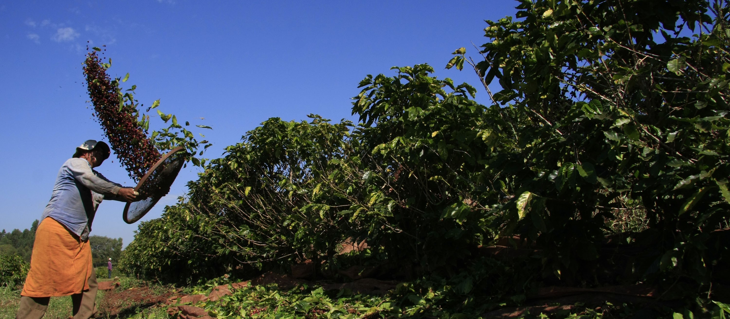 Café está em queda na região de Maringá