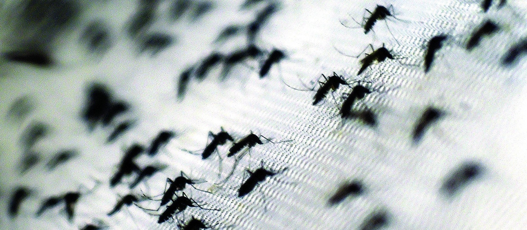 Paraná receberá novo inseticida para combater a dengue