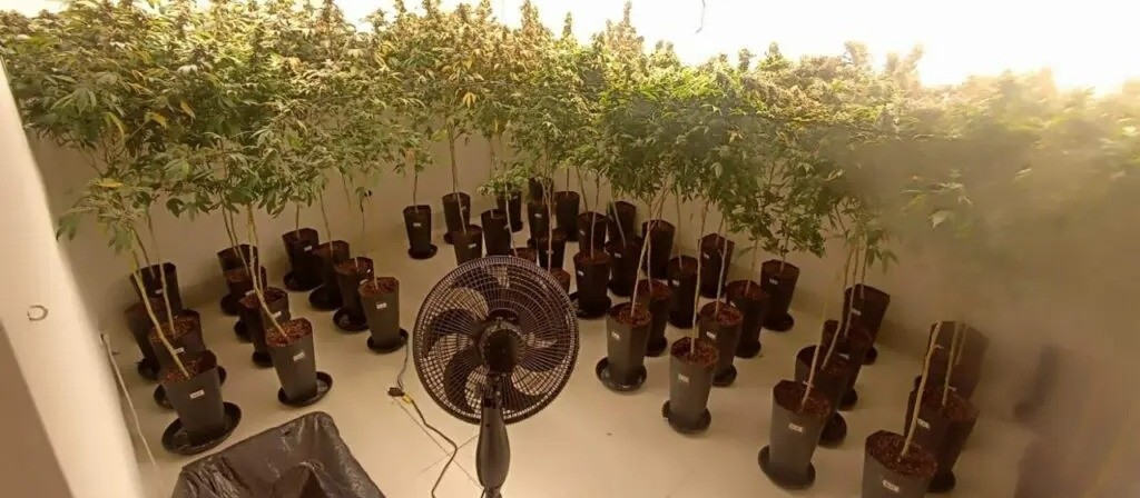 Polícia Civil descobre laboratório sofisticado de cultivo de maconha em Maringá