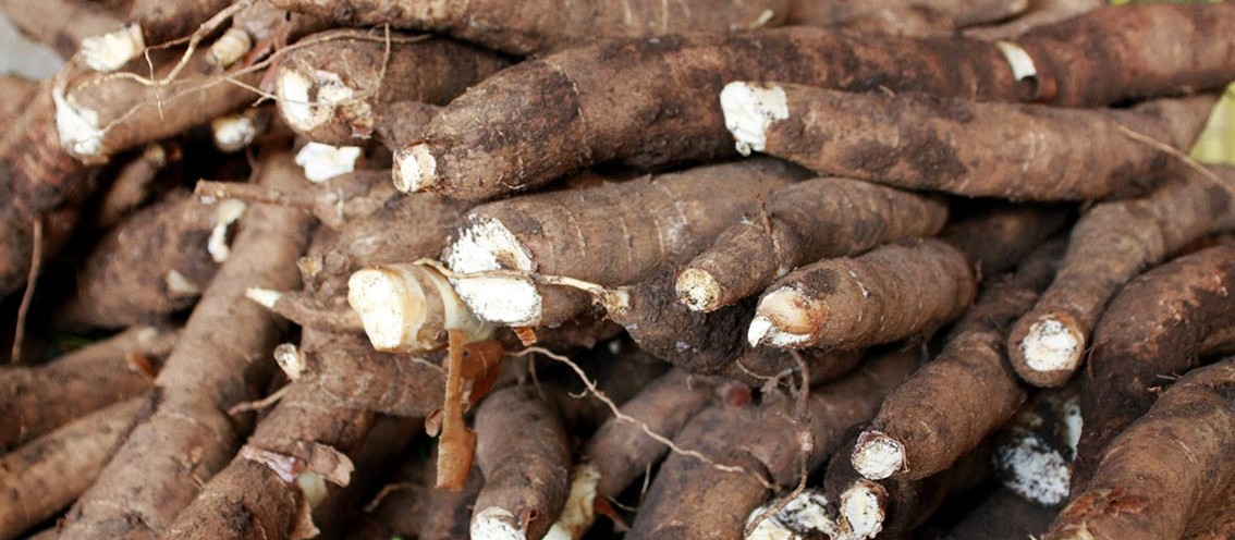 Produtores de raíz de mandioca adiam vendas esperando por melhores preços