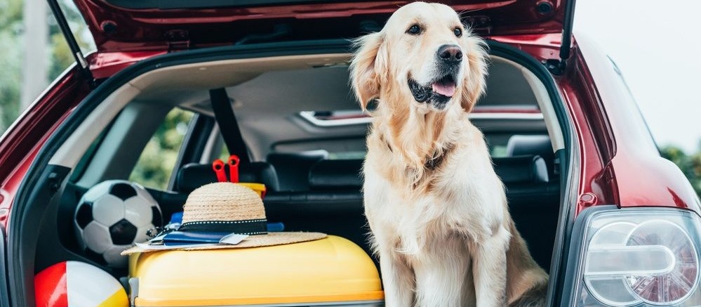 Viajar com animais: cuidados necessários para o transporte