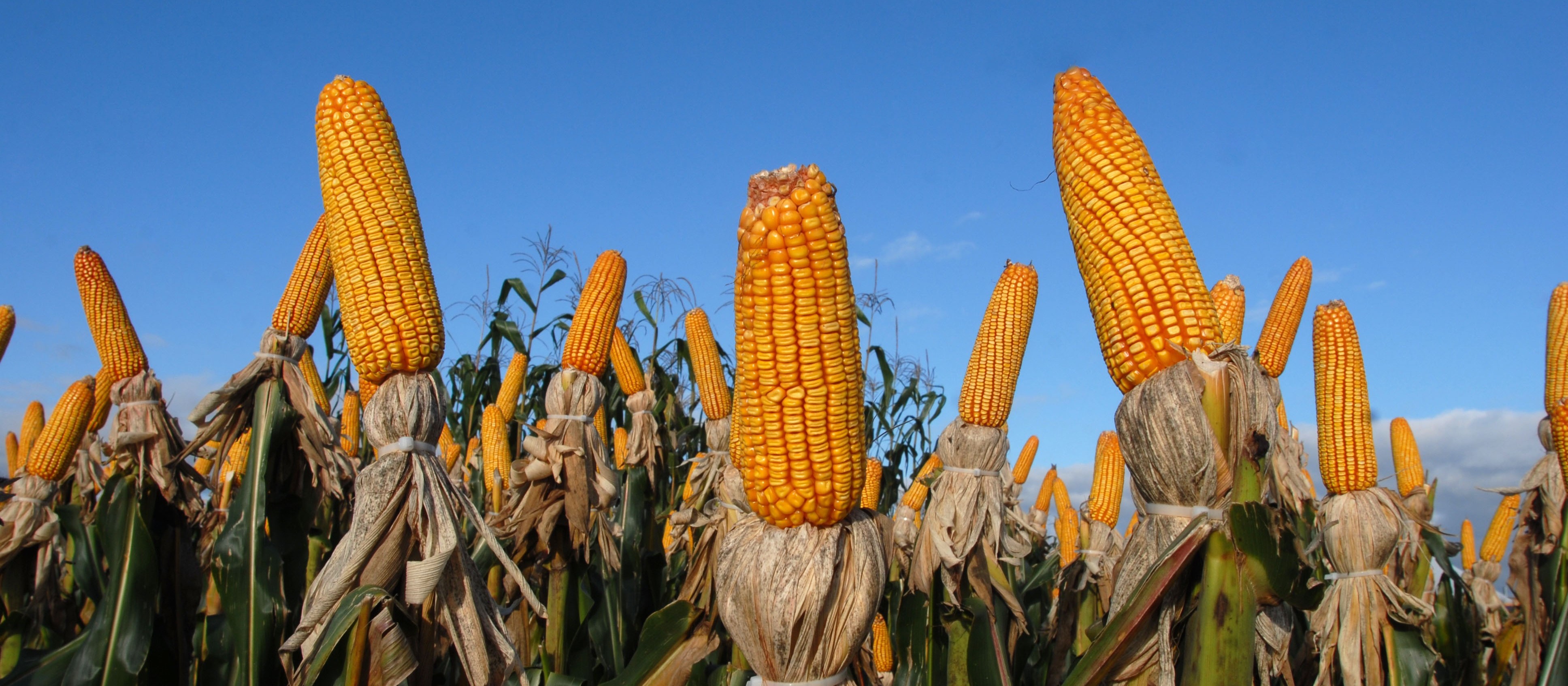 Saca do milho está com tendência de alta, custa R$ 31 em Maringá