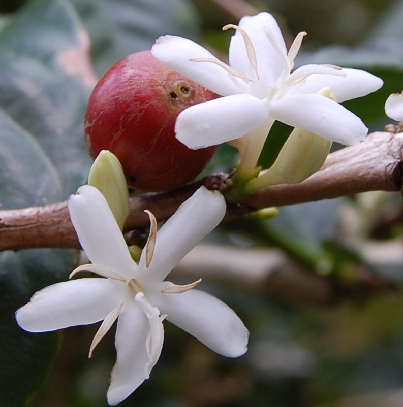 Momento é de florada do café, a terceira do ano