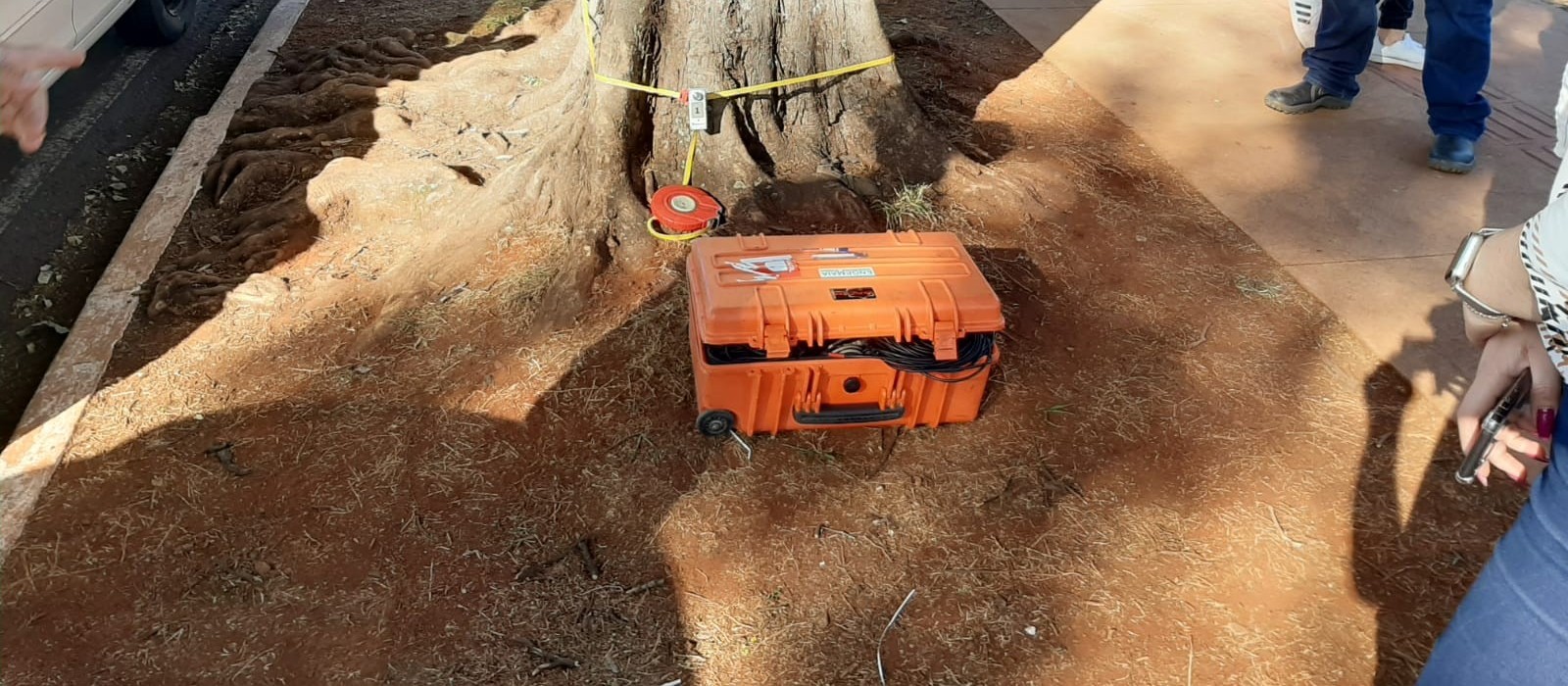 Equipamento utiliza ondas sonoras para diagnosticar a saúde das árvores