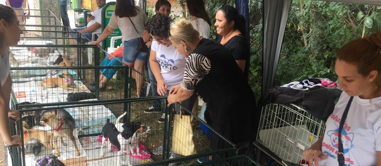 Feira de adoção oferece mais de 70 animais