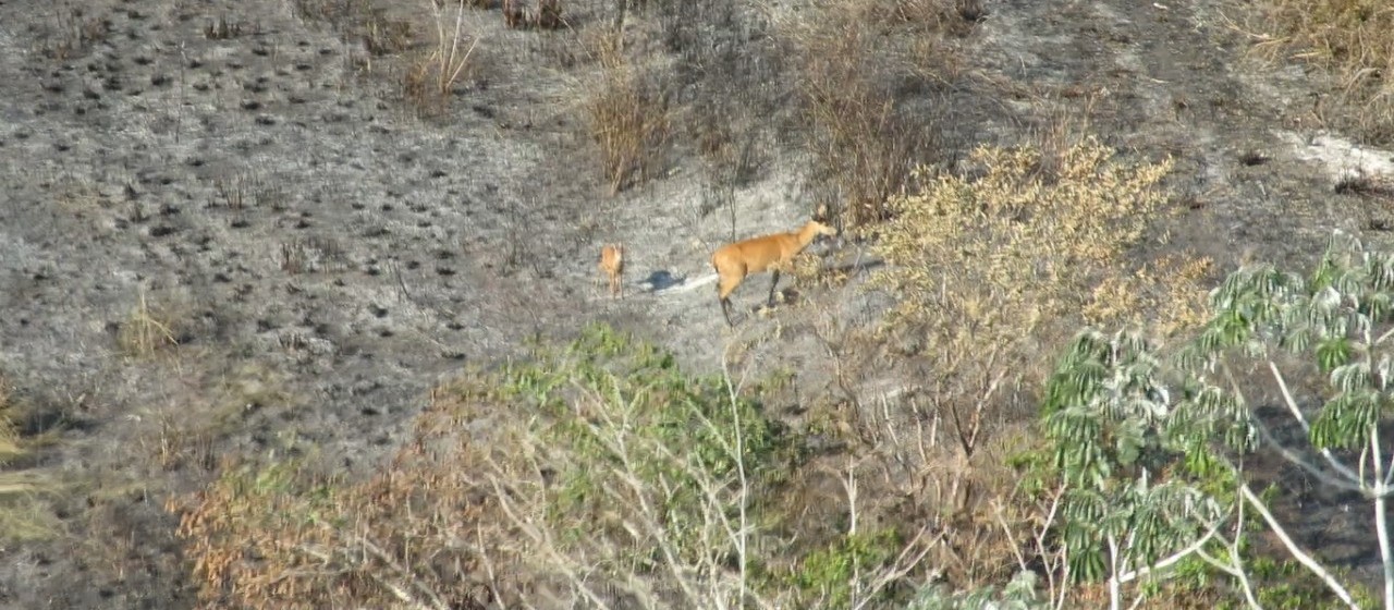 Incêndio já destruiu 35 mil hectares de vegetação do Parque Nacional de Ilha Grande 