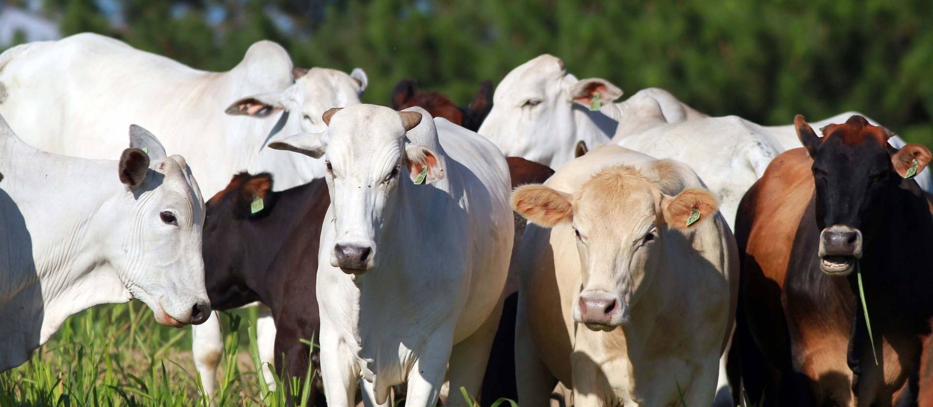 Paraná é área livre de aftosa sem vacinação