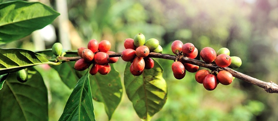 Café em coco custa R$ 6,70 kg em Maringá