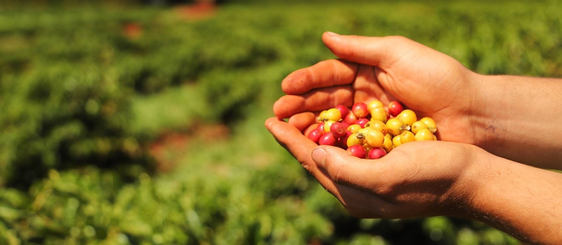 Produção paranaense café deve ter retração de 9%