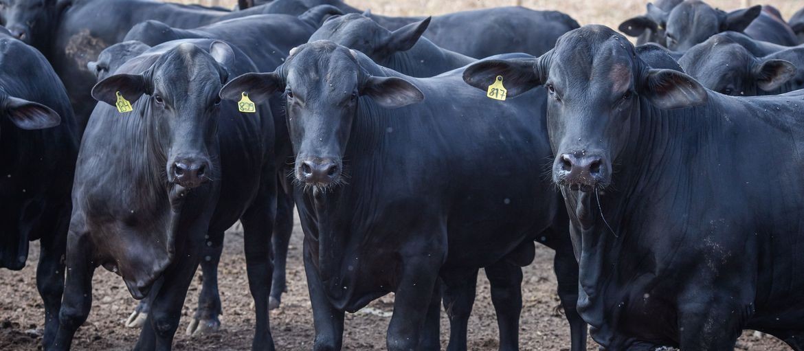 Mercado do boi gordo apresenta melhora nas cotações