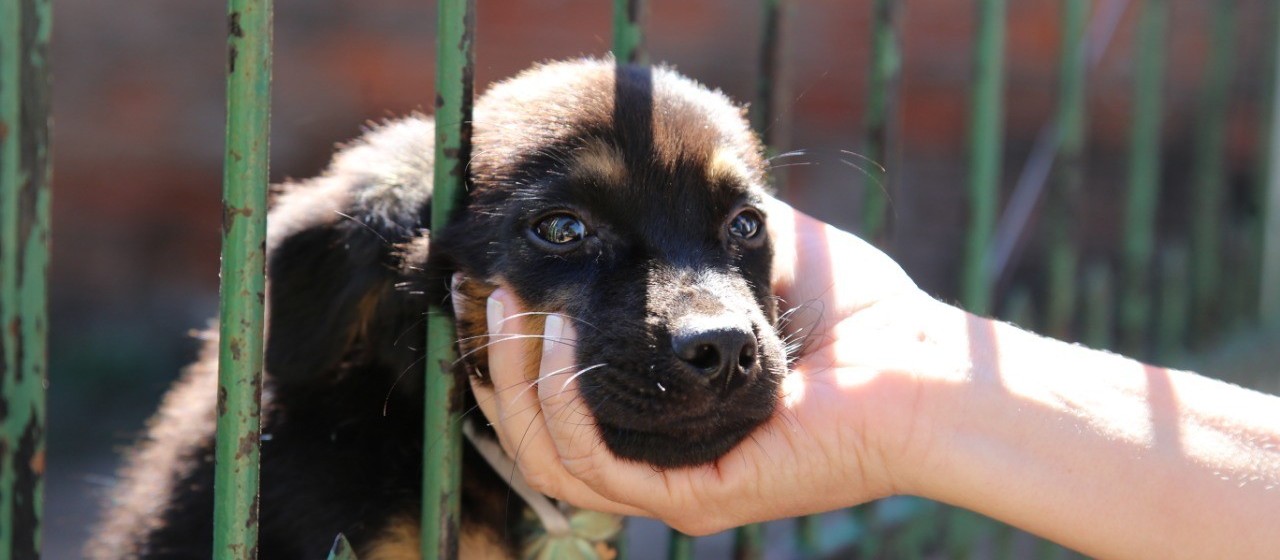 ‘Mutirão do Bem’ vai orientar população e fazer cadastro para castração de animais