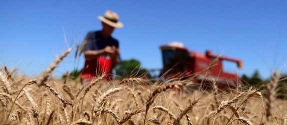 Trigo custa R$ 47 a saca em várias praças do estado