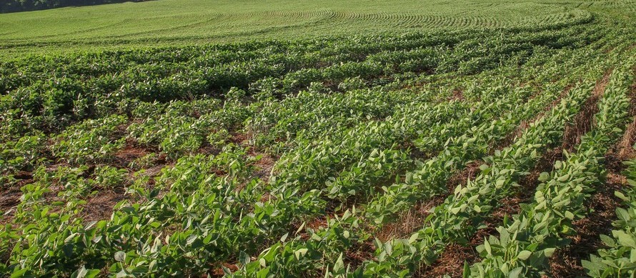 Preços cotados são de cooperativas 