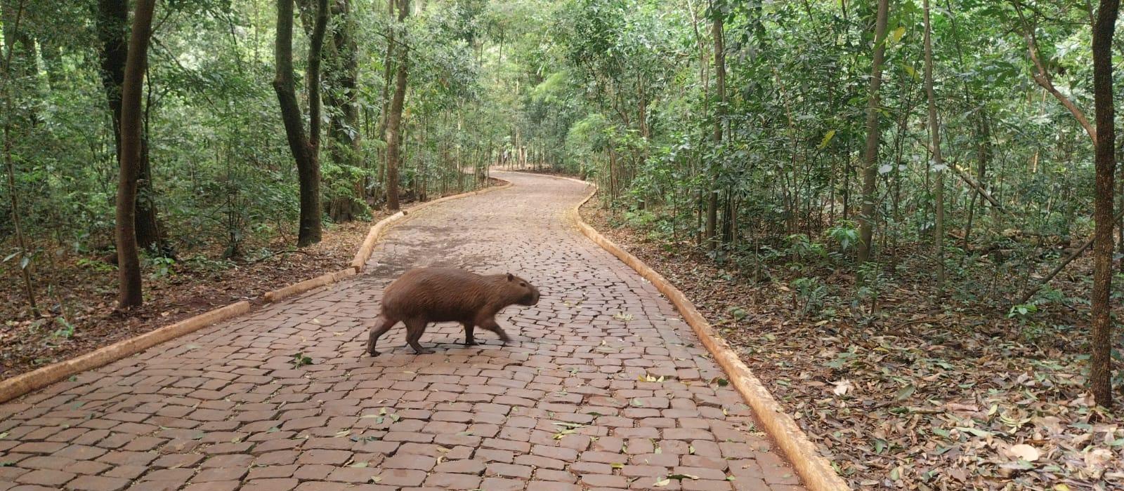 Parque do Ingá completa 54 anos com rica biodiversidade
