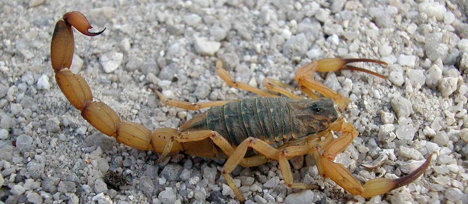 Jardim Olinda está entre as cidades com mais incidência de escorpiões