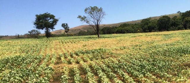 Em relação ao Brasil, soja argentina está atrasada