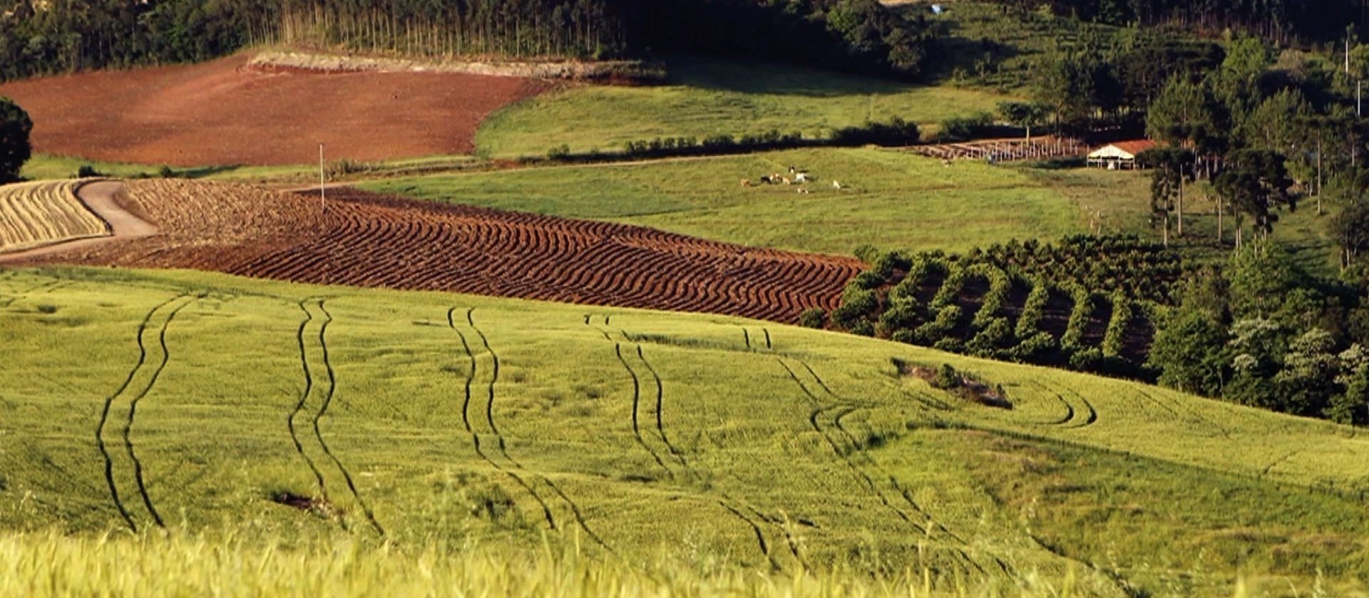 Coronavírus pode pesar sobre resultados do agro só em 2021, dizem analistas