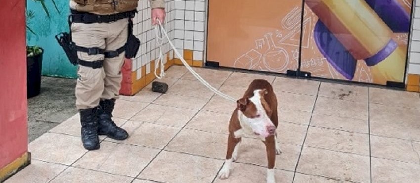 Pitbull invade escola e ataca estudantes