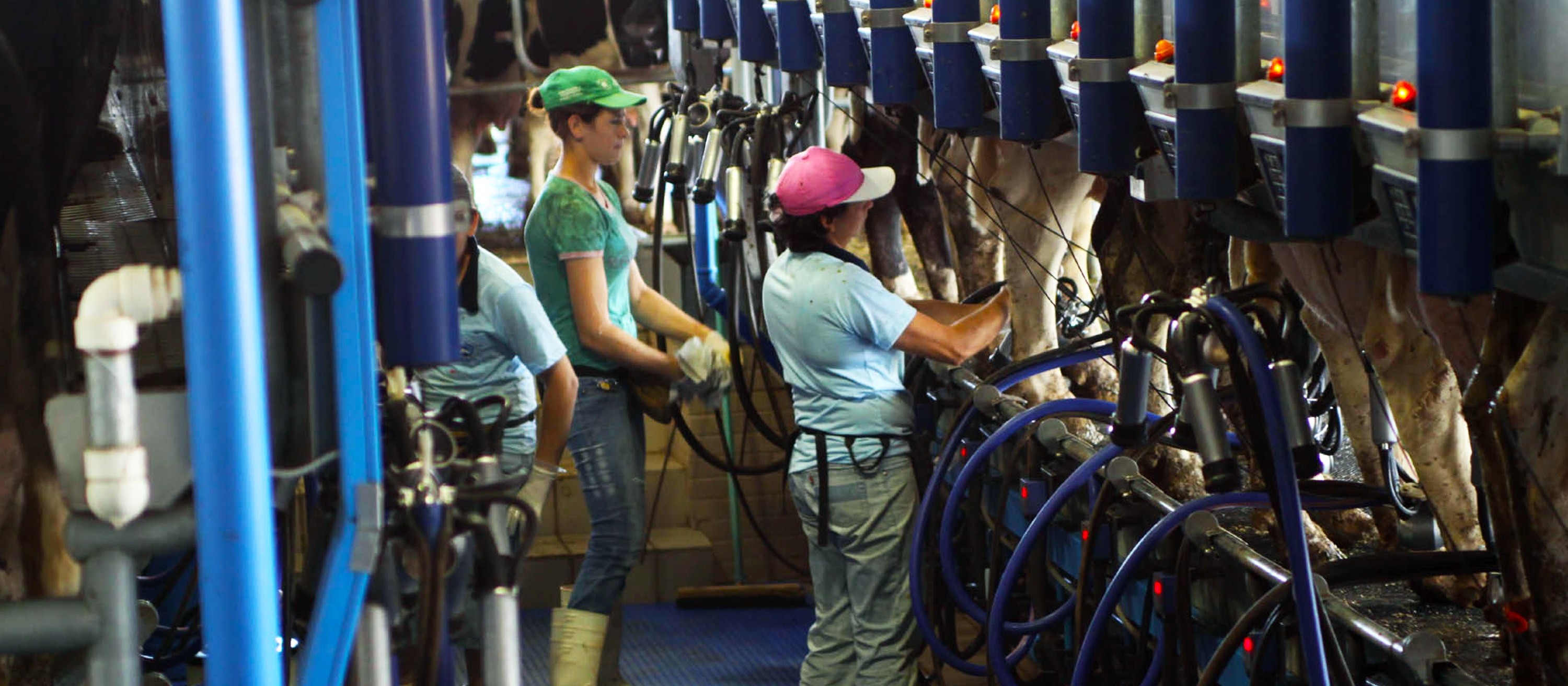 Estados do Sul do Brasil elevam produção de leite